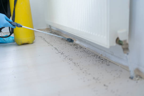 Best Affordable Pest Control Services  in Scott Af, IL